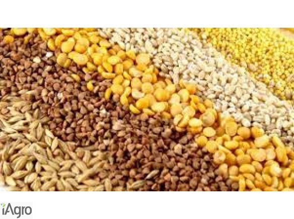 SPRZEDAM JĘCZMIEŃ, PSZENICĘ, OWIES