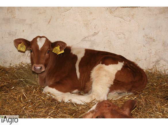 Rasowe CIELĘTA MIESNE- SPRZEDAM