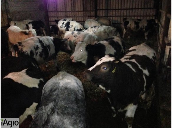 Sprzedam ok. 500 kg jałówki mięsne!!!