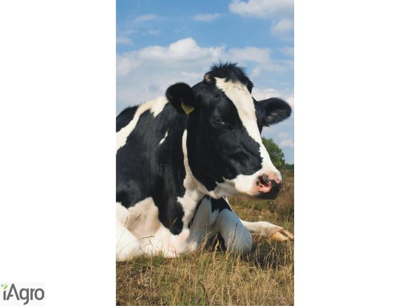 Kupię jałowice cielne!!!