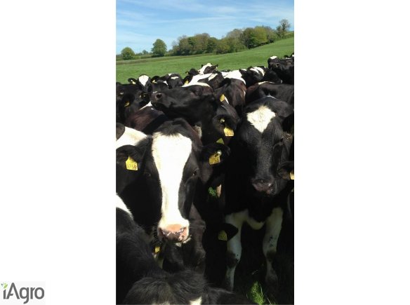 Jałówki cielne- Możliwość rat!!!