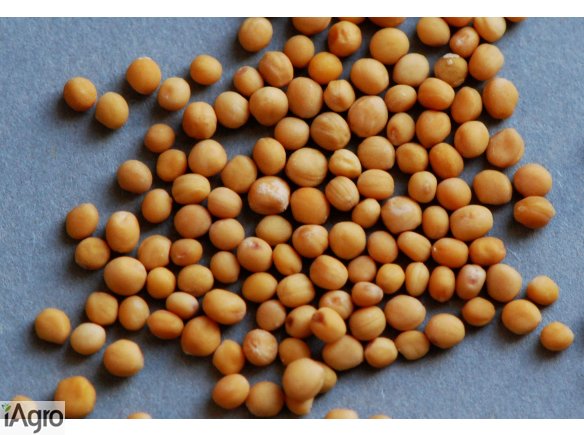 Sprzedam gorczycę sarepską 