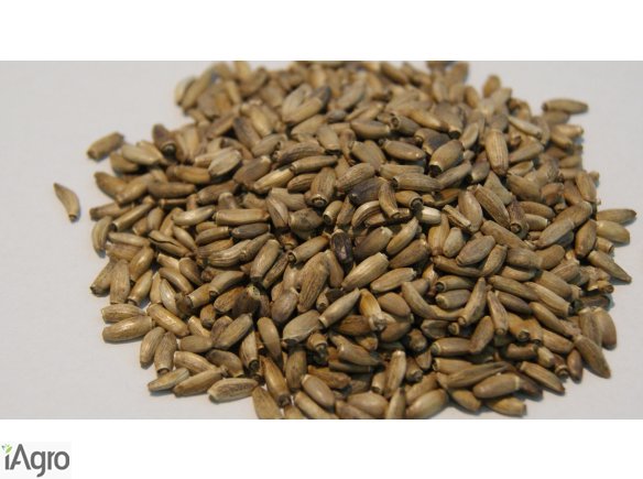 Sprzedam ziarna ostropestu 