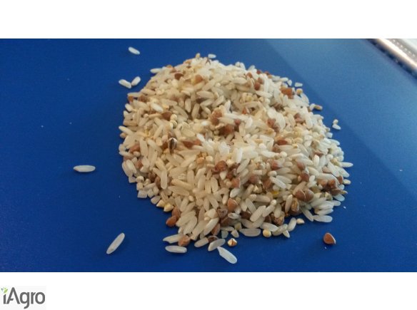 Sprzedam ryż II gatunek na karmę 