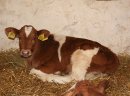 Cielęta SPRZEDAŻ RATALNA!!