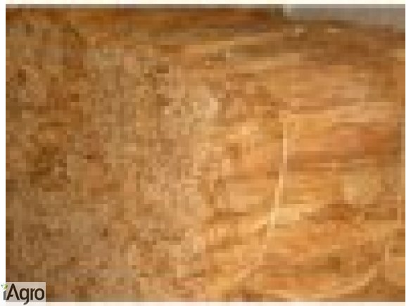 Sprzedam liscie  virgini