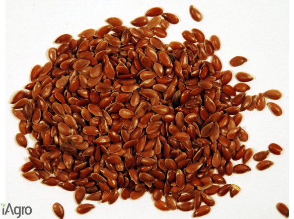 Sprzedam siemie lniane 