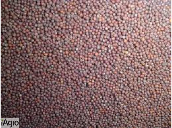 Sprzedam gorczycę czarną i białą. Bardzo dobra jakość, czystość min. 99%.  W sprzedaży posiadamy duże ilości całosamochodowe.  Dostarczamy własnym transportem na terenie całego kraju.   Zapraszamy do współpracy!  kamila@kampolrusiec.pl +48697000012