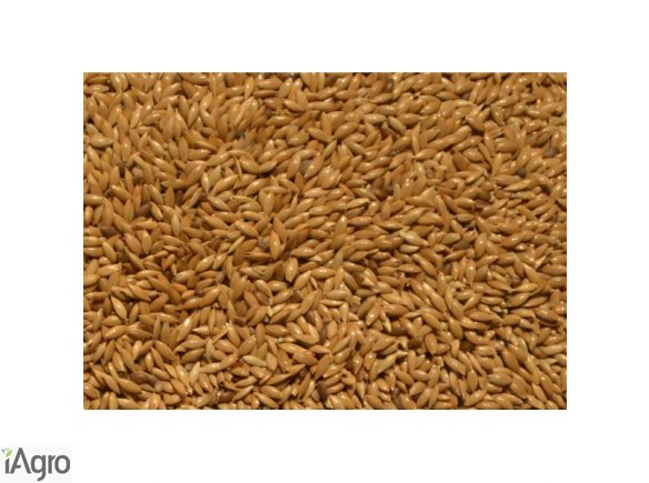 Sprzedam ostropest plamisty!Wyczyszczony, spakowany, dostawa na terenie całego kraju naszym transportem!  W ofercie posiadamy również: len brązowy i złoty, konopie, ostropest, mozgę kanarysjską, ziarno nigru, gorczycę czarną i białą, krokosz, ryż, soję i 