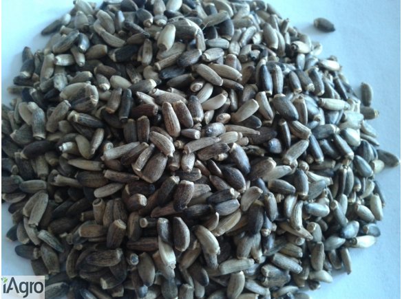 Sprzedam ostropest plamisty!Wyczyszczony, spakowany, dostawa na terenie całego kraju naszym transportem!  W ofercie posiadamy również: len brązowy i złoty, konopie, ostropest, mozgę kanarysjską, ziarno nigru, gorczycę czarną i białą, krokosz, ryż, soję i 