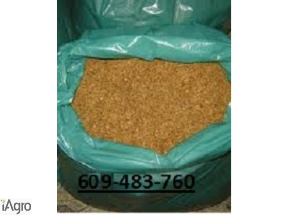 NAJWYŻSZEJ JAKOŚCI TYTOŃ! 75 ZŁ!