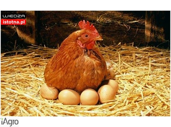 Sprzedam młode kurki nioski!