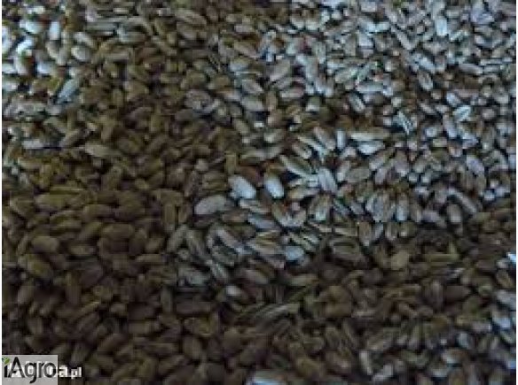 Pszenica ozima 200 ton