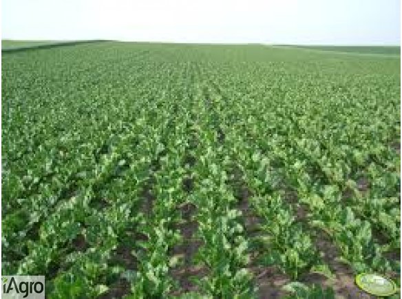 Kupie lub wydzierżawię ziemię ornę Krotoszyna Jarocina Gostynia Pleszewa