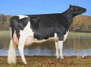  Krowy mleczne rasy H-F (jałówki cielne, pierwiastki) - Dania, Holandia, Niemcy