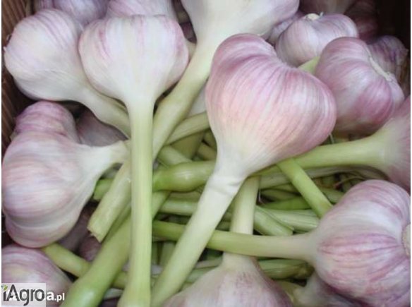 CZOSNEK EGIPT