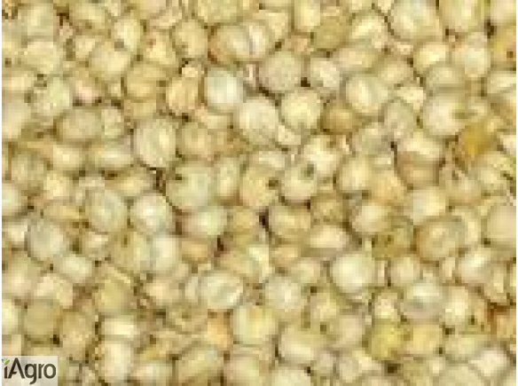 Sprzedam dari sorgo białe, bardzo dobra jakość.   W ofercie posiadamy również: mozgę kanaryjską, chleb świętojański, len brązowy i złoty, gorczycę, ostropest plamisty, konopie.  Dostarczamy własnym transportem na terenie całego kraju.  Zapraszamy do współ