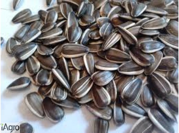 Sprzedam gorczycę białą, czarną, żółtą, poplonową. Duże ilości.  Dostarczam na terenie całego kraju własnym transportem.  W sprzedaży posiadamy również gorczycę, sorgo, len, ostropest, ryż, proso, słonecznik obłuszczony.  Zapraszamy do współpracy! +48 502