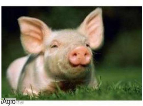 PROSIĘTA z polskich gospodarstw - SZYBKA REALIZACJA!