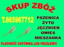 KUPIE ZYTO PSZENICE 100T