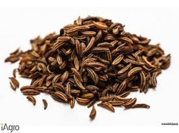 Kupię proso, grykę, łubin, słonecznik, rzepak, rzepik, kminek, jęczmień, wykę, facelię, peluszkę, groch żółty i zielony, gorczycę białą, pszenicę. Płacę gotówką na załadunku. Odbieram własnym transportem na terenie całego kraju. +48 502-522-700  kamila@ka