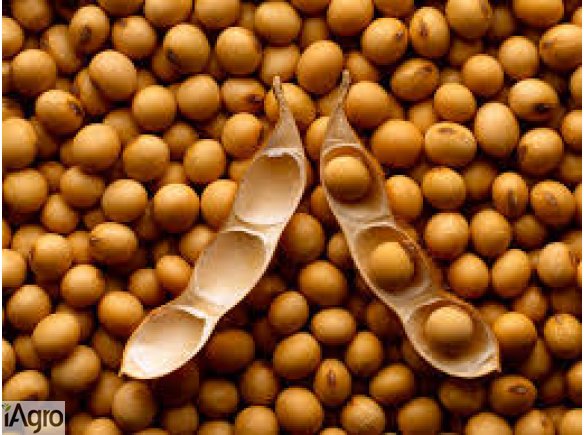 Sprzedam soję. Bardzo dobra jakość, bez GMO.  Dostawa na terenie całej Polski.  Sprzedaż: ryżu,  soi, lnu, gorczycy, rzepaku, soczewicy.   Zapraszamy do współpracy.   502-522-700 kamila@kampolrusiec.pl