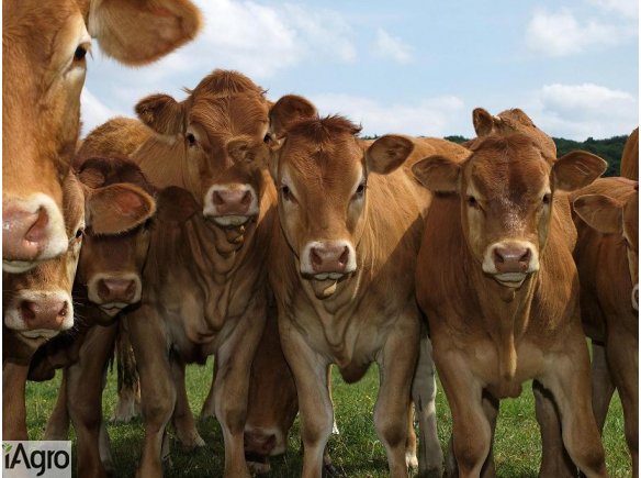 Skup BYDŁA, TRZODY- GOTÓWKA!!!