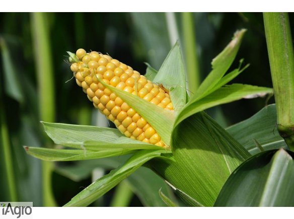 Sprzedaz Kukurydzy i środków ochrony roślin