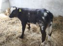 Cielęta mięsne!!! Sprzedaż i kontraktacja!!! - zdjęcie 2