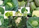 Warzywa: nowalijki - kapusta biała, pekińska, kalafiory, brokuły