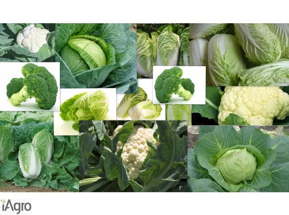  Warzywa - nowalijki: młoda kapusta biała, pekińska, kalafiory, brokuły