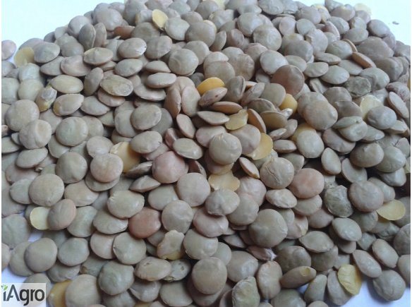 Sprzedam soczewicę, soczewica na sprzedaż!  Sprzedam soczewicę zieloną do siewu.  Dostarczam własnym transportem na terenie całego kraju.  Sprzedaż: gorczycy, łubinu, prosa, ostropestu, gryki, słoneczniku, lnu.   Zapraszamy do współpracy!  kamila@kampolru