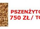 PSZENŻYTO 750 zł / TONA