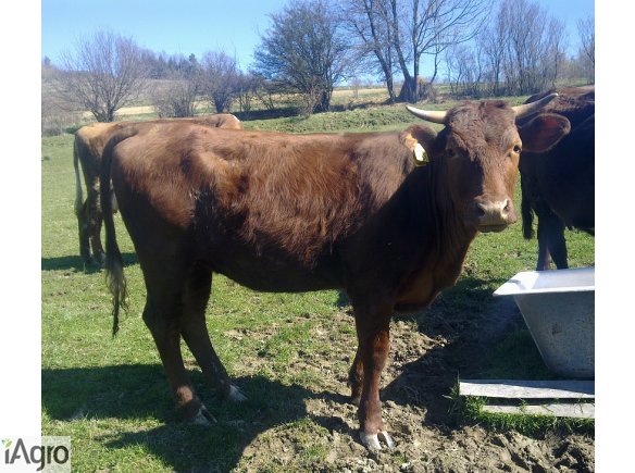 Jałówka rasy polska czerwona zacielona - 5 miesiąc!!! 