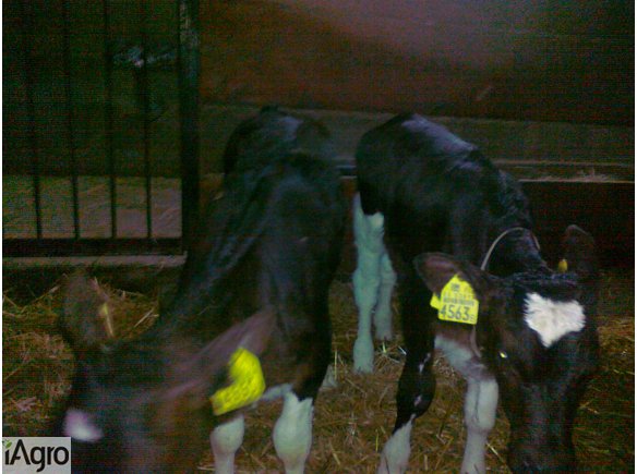 Sprzedam 2 jałoszki 3-4tygodniowe do dalszego chowu