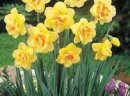 Żonkile/ Narcyzy, Tulipany