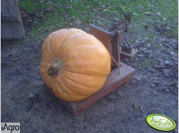 Pestki dyni dynia pastewna pastewnej do siewu