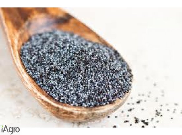 Sprzedam mak. Sprzedaż maku! Duże ilości. Dostarczam na terenie całego kraju własnym transportem. W sprzedaży posiadamy również gorczycę, sorgo, len, ostropest, ryż, proso, słonecznik obłuszczony. Zapraszamy do współpracy! +48 502 522 700 kamila@kampolrus