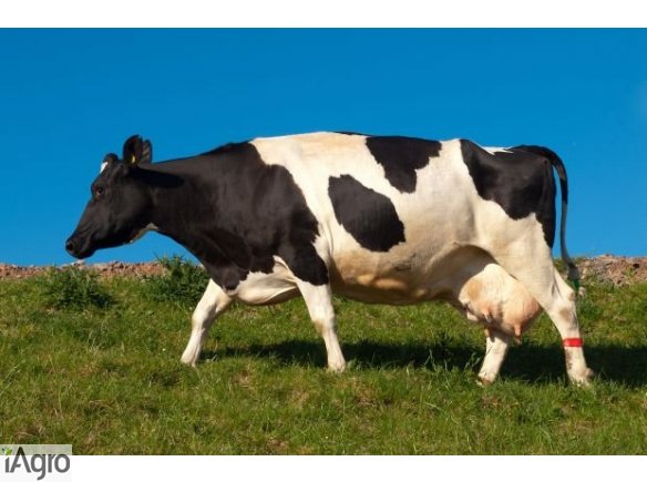 Stado 33 krowy mleczne pilnie sprzedam