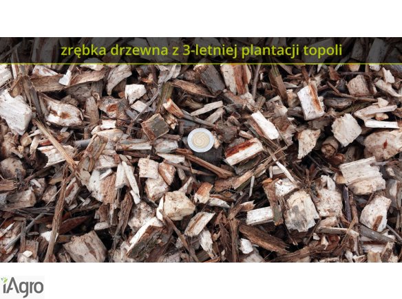 Uprawy topoli energetycznej (lepsze od wierzby, alternatywa węgla)