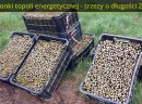 Uprawy topoli energetycznej (lepsze od wierzby, alternatywa węgla) - zdjęcie 4