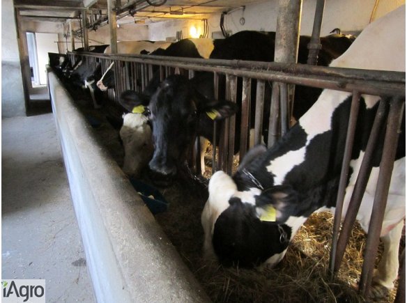 Wyprzedaż - likwidacja krów z obory hodowlanej, rasa mleczna 