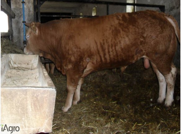 SPRZEDAM Byka odsadka rasy Limousin czysto rasowy. W bardzo dobrej kondycji . Stado pod oceną PZHIPBM