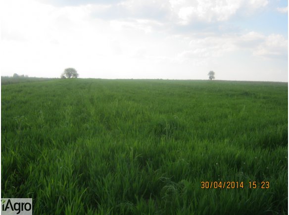 Sprzedam działkę rolną