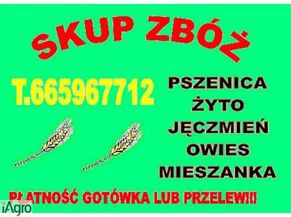 KUPIE ZYTO PSZENICE 200T