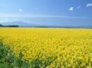 Ukraina.Dzialki,grunty,produkcja rolnicza w okazyjnych cenach - zdjęcie 5