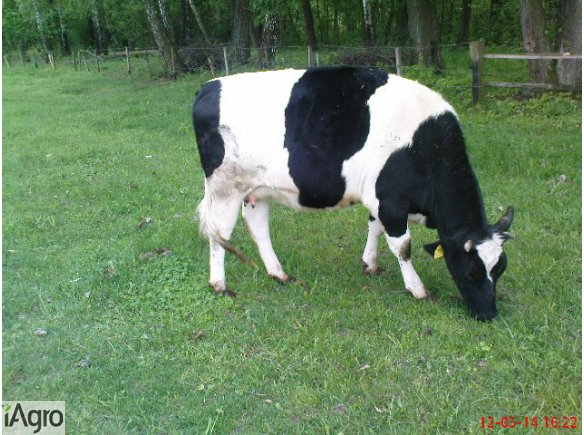 Sprzedam jałówkę wysokocielną. 