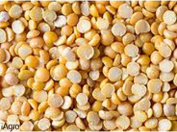 Kupię peluszkę, kminek, proso.  Odbieram własnym transportem na terenie całego kraju.   Płacę gotówką na załadunku.  502-522-700 kamila@kampolrusiec.pl