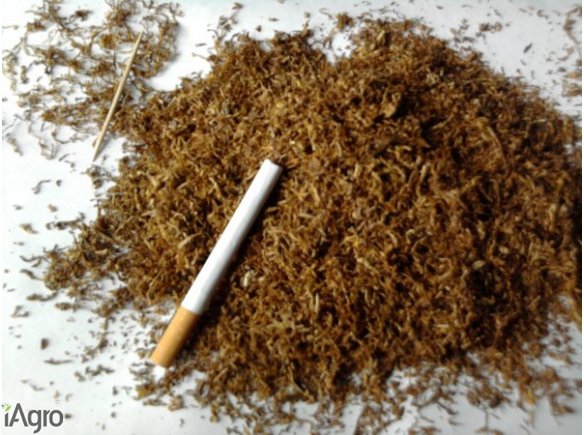 TYTOŃ jakośc sklepowa !!!