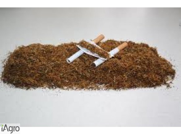 TYTOŃ 690 319 229 TYTOŃ !!!!